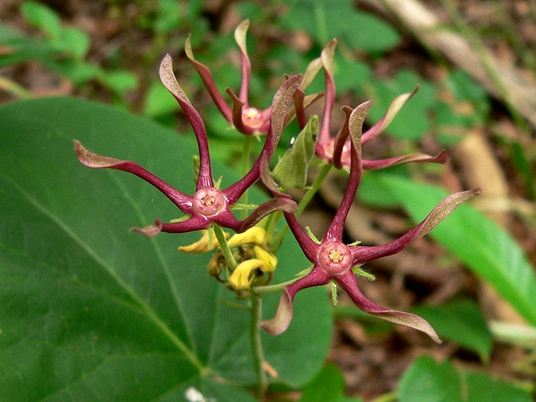 {Matelea obliqua}
